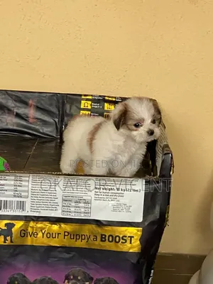 1-3 months Female Purebred Lhasa Apso