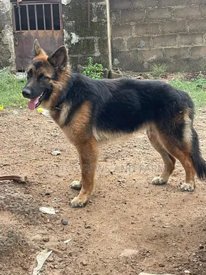 1+ year Male Purebred German Shepherd