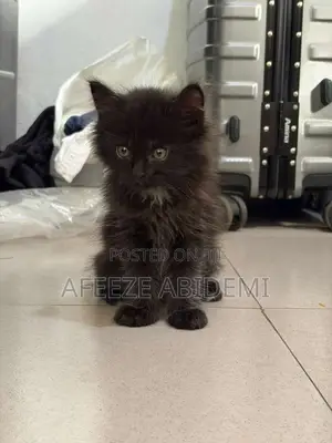 1-3 months Male Mixed Breed Maine Coon