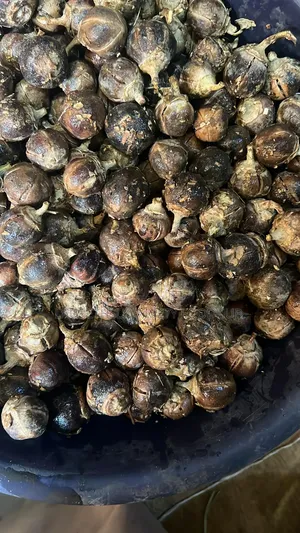 Buy Quality Fresh Gorontula – African Chewing Gum Available