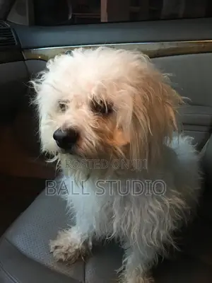 1+ year Male Purebred Lhasa Apso