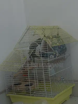 Budgie Bird Available