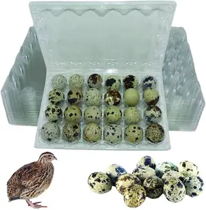 Quail Eggs And Chicks