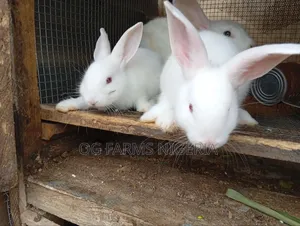 Rabbit Weaners