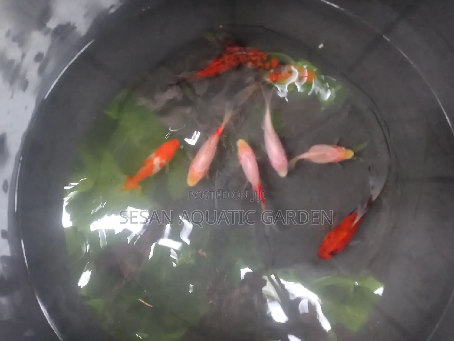 Calisco Golden Fish