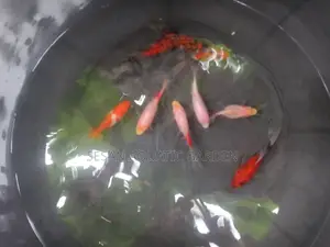 Calisco Golden Fish
