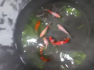Calisco Golden Fish