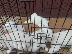 0-1 month Male Purebred American Eskimo