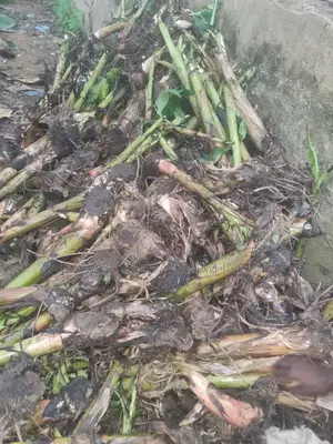 Plantain/Banana Suckers