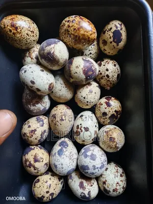 Quail Eggs(Fertile )For Sale