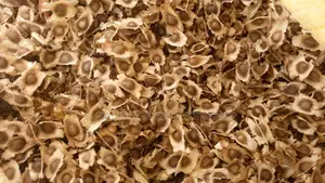 Mucuna, Lablab, Stylo, Leuceana, Moringa, Centrosema, and Other Seeds