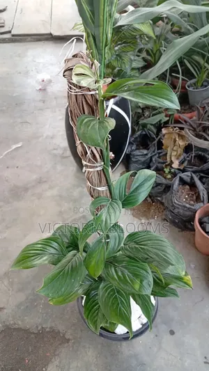 Indoor Plants