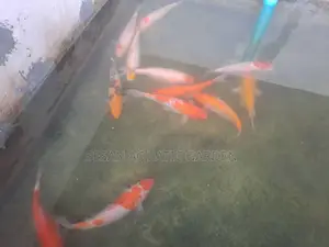 Japanese Koi Carp