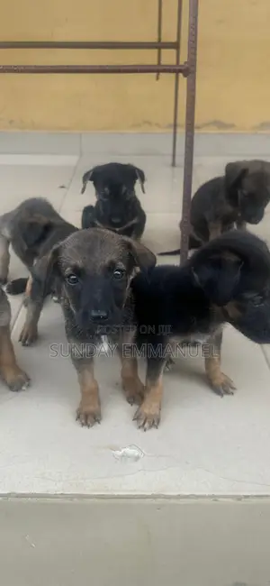 1-3 months Female Purebred German Shepherd
