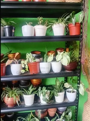 Mini Potted Plants