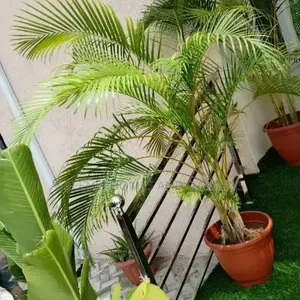 Golden Palms and Pot