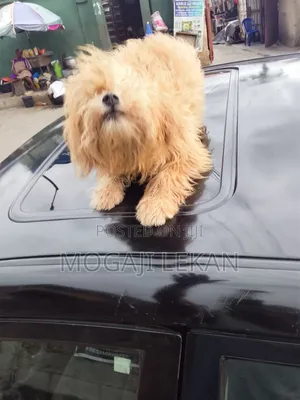 6-12 months Female Purebred Lhasa Apso