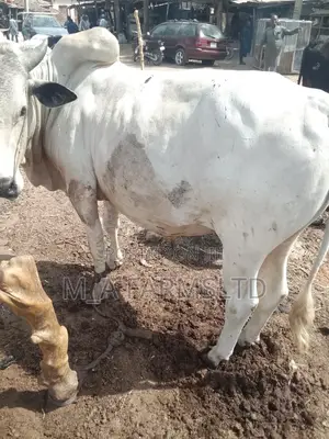 Big Cows for Sales