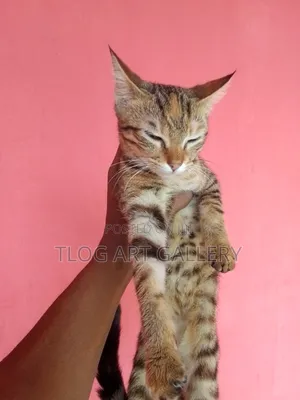 3-6 months Female Mixed Breed Bengal