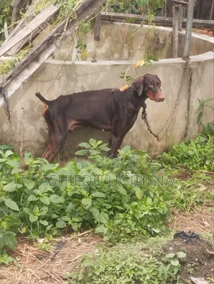 1+ year Male Purebred Doberman Pinscher