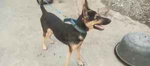 1+ year Male Purebred German Shepherd