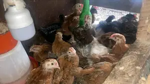 Vaccinated Noiler Chicken
