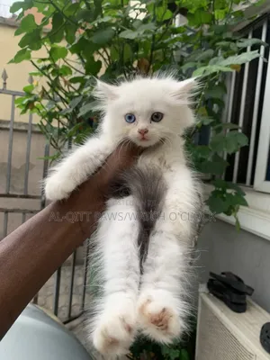 1-3 months Female Purebred Persian