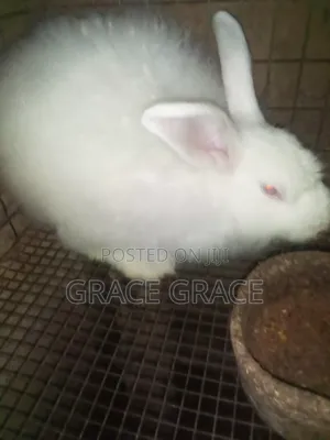 Angora Rabbit Breed