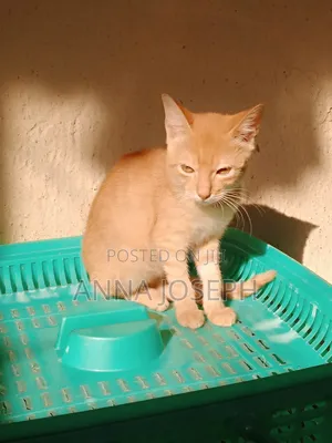 3-6 months Male Purebred Tabby