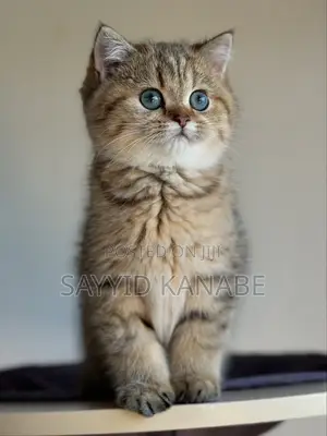1-3 months Male Purebred British Shorthair