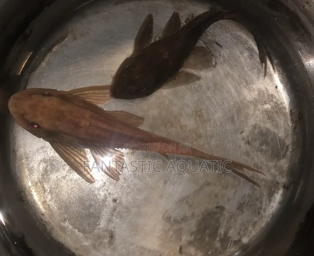 Pleco Fish for Aquariums