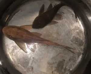Pleco Fish for Aquariums