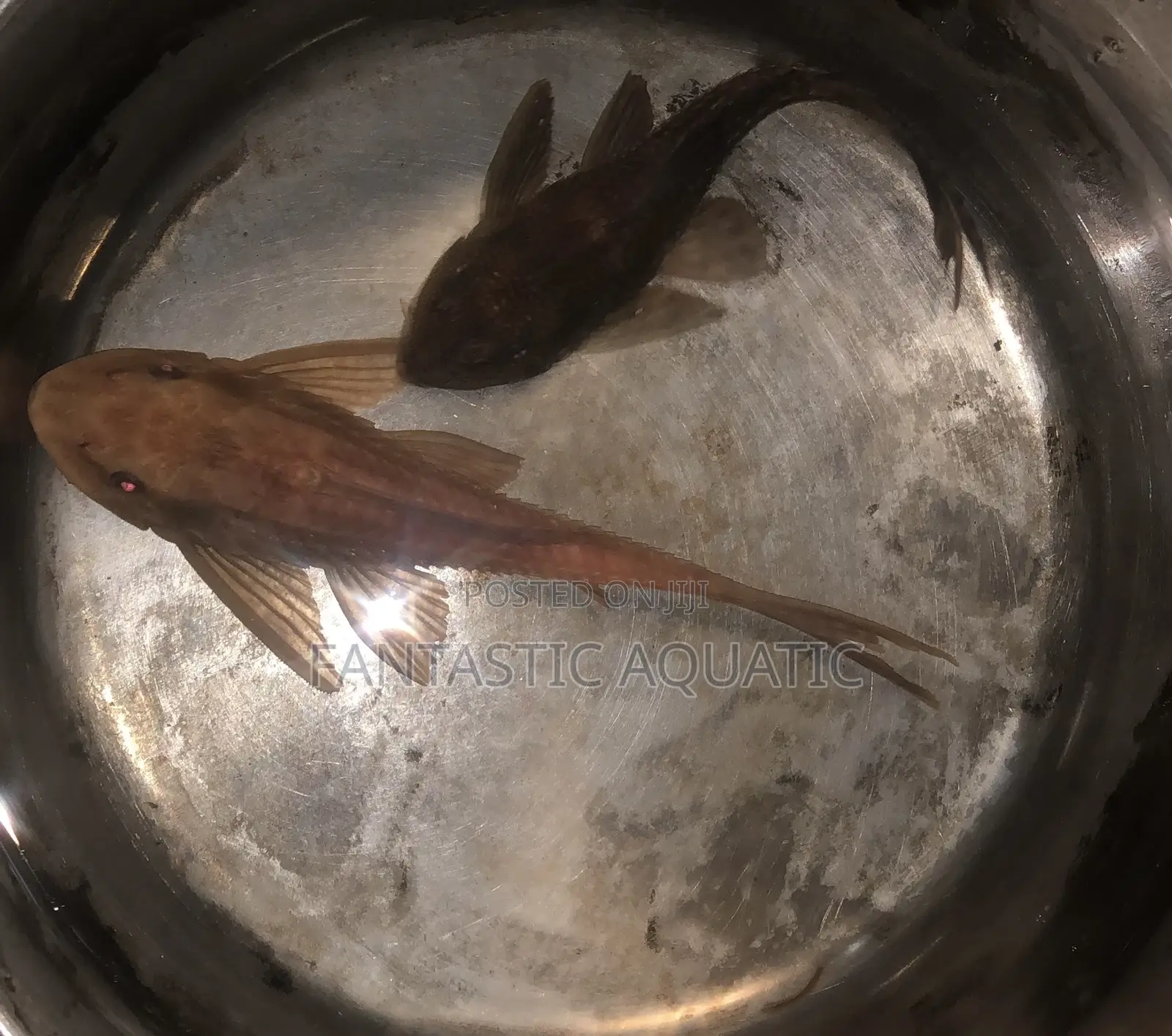Pleco Fish for Aquariums