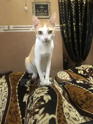 6-12 months Male Purebred British Shorthair