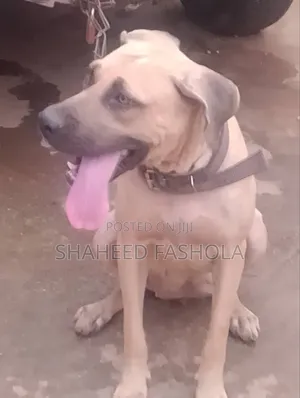 1+ year Female Purebred Boerboel