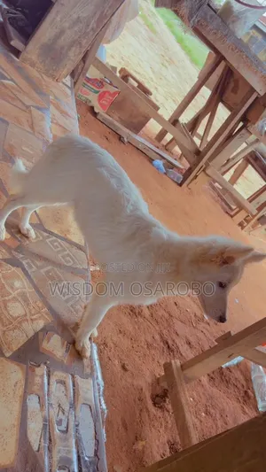 3-6 months Male Purebred American Eskimo