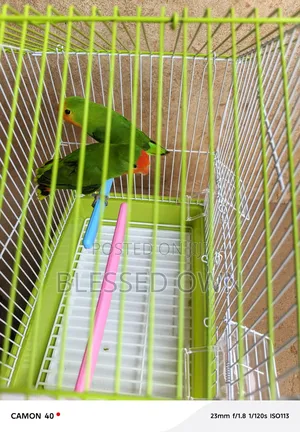 Colorful Birds Love Parrots
