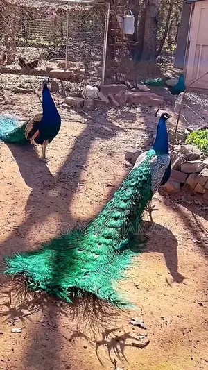 Everything Animal