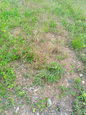 100 Hectares Mixed-Use Land at Apo Wasa