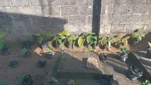 Nursery Ugu ( Pumpkin Seeds)