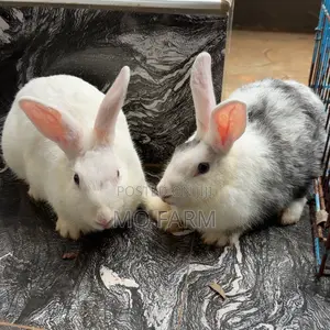 Beautiful Home Trained Rabbits/ Bunnies