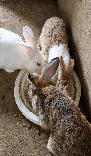 Rabbits(Chinchilla)