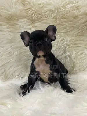 1-3 months Male Purebred French Bulldog