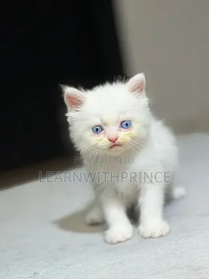 1-3 months Male Purebred Persian