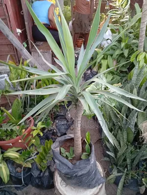 Outdoor Plants