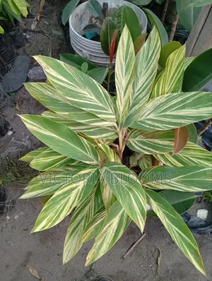 Balcony Plant or Indoor