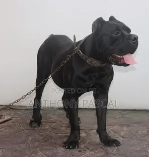 1+ year Male Purebred Cane Corso