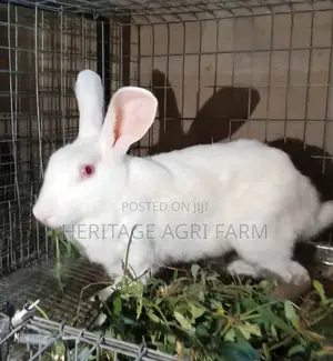 Rabbits for Sale in Enugu
