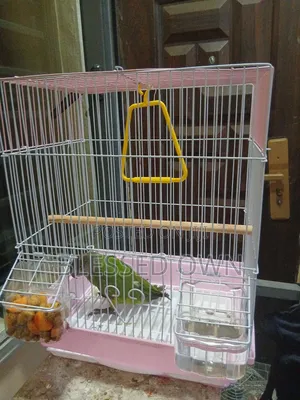 Beautiful Imported Birds Cage
