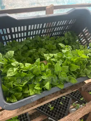 Vegetable Seedlings